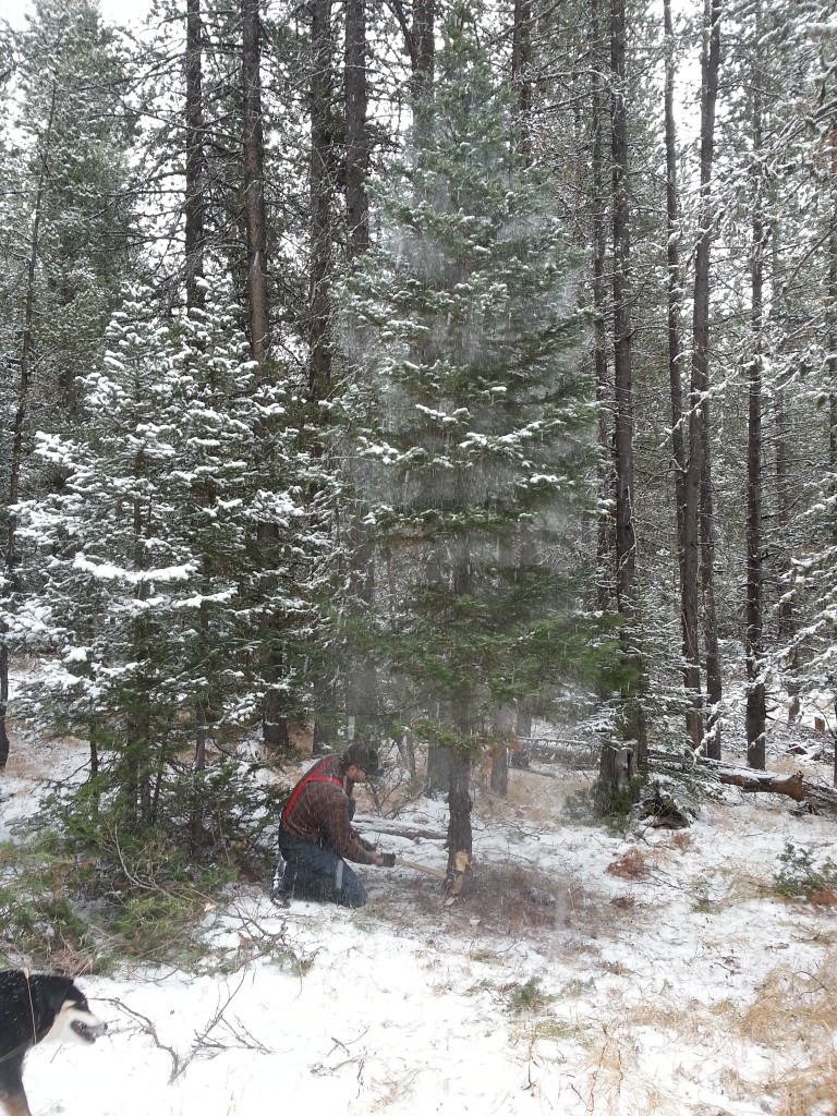 Sam chopping on a Subalpine Fir